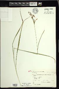 Scirpus pendulus image