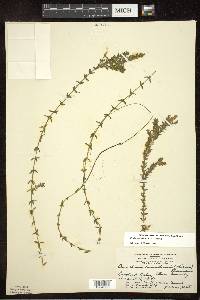 Elodea canadensis image