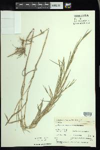 Muhlenbergia frondosa image