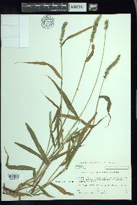 Setaria verticillata image