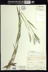 Panicum spretum image