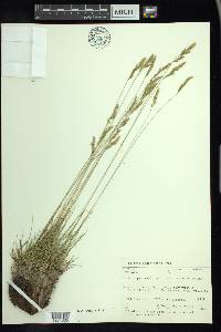 Festuca saximontana image