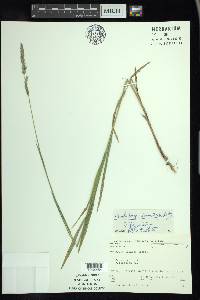 Muhlenbergia glomerata image