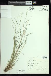 Poa nemoralis image