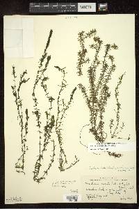 Elodea nuttallii image