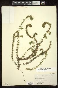 Elodea canadensis image