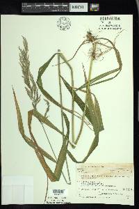 Cinna arundinacea image