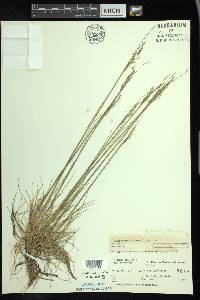 Deschampsia flexuosa image