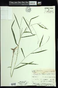 Leersia virginica image