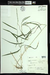 Muhlenbergia mexicana image