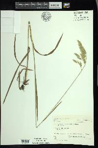 Bromus kalmii image