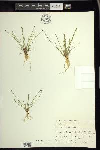 Eleocharis flavescens image