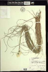 Eriophorum spissum image