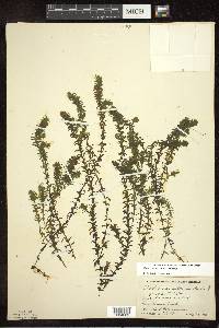 Elodea canadensis image