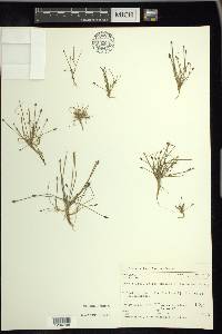 Eleocharis flavescens image