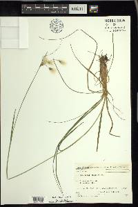 Eriophorum viridicarinatum image