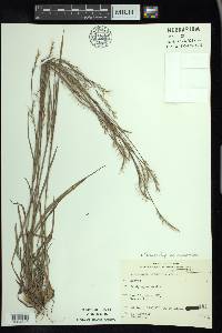 Schizachyrium scoparium var. scoparium image