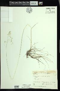 Deschampsia flexuosa image