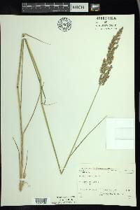 Calamagrostis stricta image