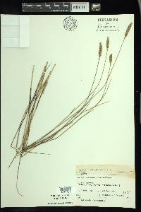 Agropyron pectiniforme image