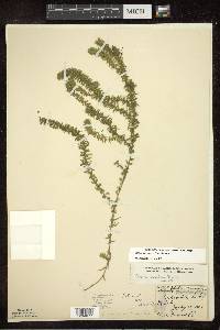 Elodea canadensis image