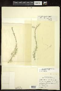 Elodea nuttallii image