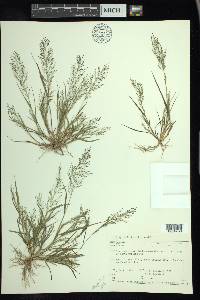 Eragrostis frankii image