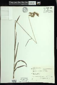 Bromus kalmii image