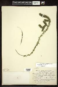 Elodea canadensis image