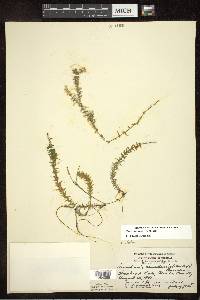 Elodea canadensis image