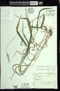 Elymus villosus image