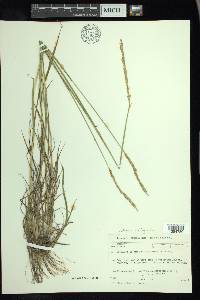 Elymus trachycaulus subsp. trachycaulus image