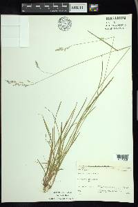 Poa saltuensis image