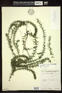 Elodea canadensis image