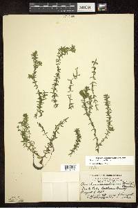 Elodea canadensis image