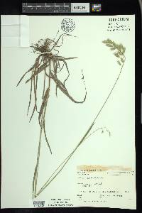 Bromus kalmii image