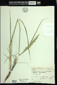 Calamagrostis stricta subsp. inexpansa image