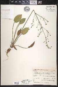 Alisma plantago-aquatica image