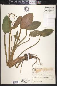 Alisma plantago-aquatica image