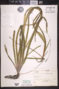 Vallisneria americana image