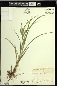 Carex schweinitzii image