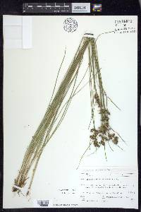 Juncus compressus image