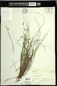 Carex limosa image