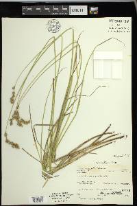 Carex argyrantha image