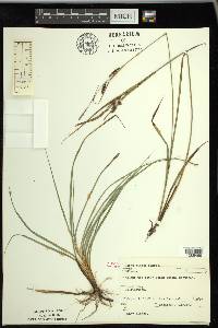 Carex flacca image