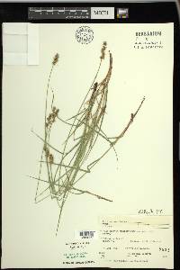 Carex spicata image