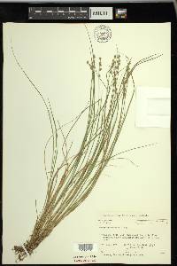 Carex echinata image