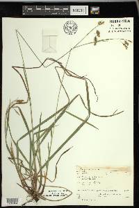 Carex castanea image