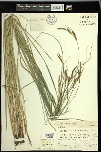 Carex haydenii image