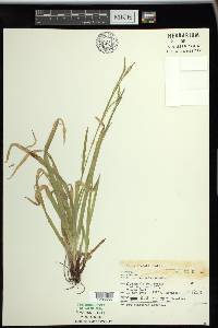 Carex arctata image